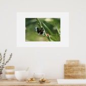 POSTER DRAGON FLY (Cuisine)