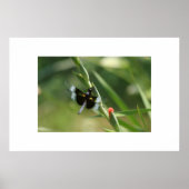 POSTER DRAGON FLY (Devant)