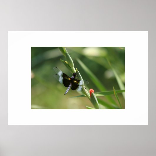 POSTER DRAGON FLY (Devant)