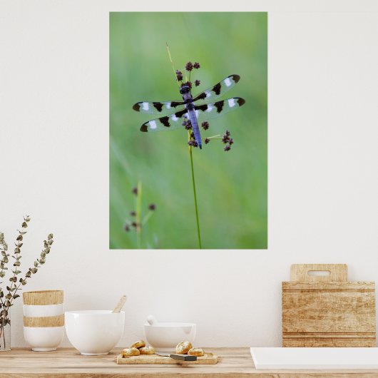 Poster Dragon fly perched on grass (Cuisine)