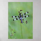 Poster Dragon fly perched on grass (Devant)