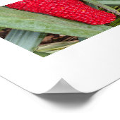 Poster Dragon Lily Red Seed Head Botanique (Coin)