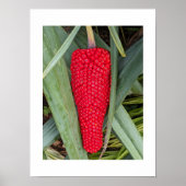 Poster Dragon Lily Red Seed Head Botanique (Devant)