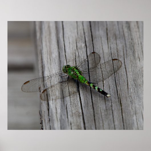 Poster Dragon Vert (Devant)