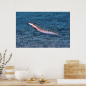 Poster Dragonet mince (Cuisine)