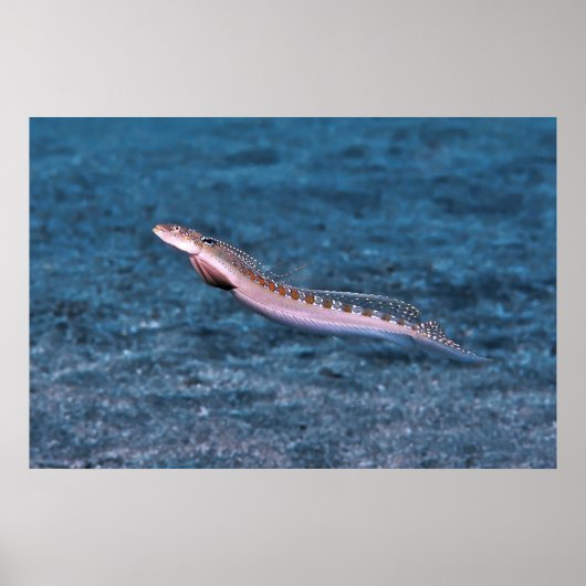 Poster Dragonet mince (Devant)
