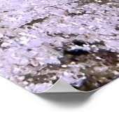 Poster Dragonete (Coin)