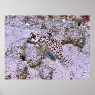 Poster Dragonete