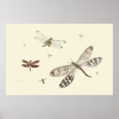 Poster Dragonflies 18th century art (Devant)