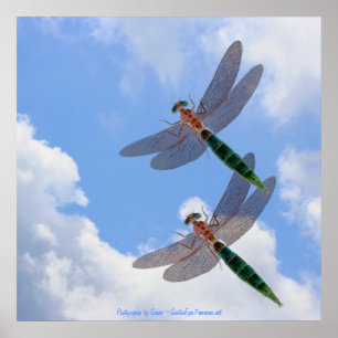 Poster Dragonflies Blue Sky Fluffy Nuages Nature Imprimer