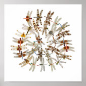 Poster Dragonflies synchronisées (Devant)