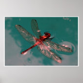 Poster Dragonfly (Devant)