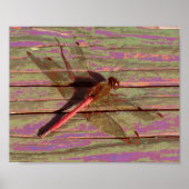 Poster Dragonfly (Devant)
