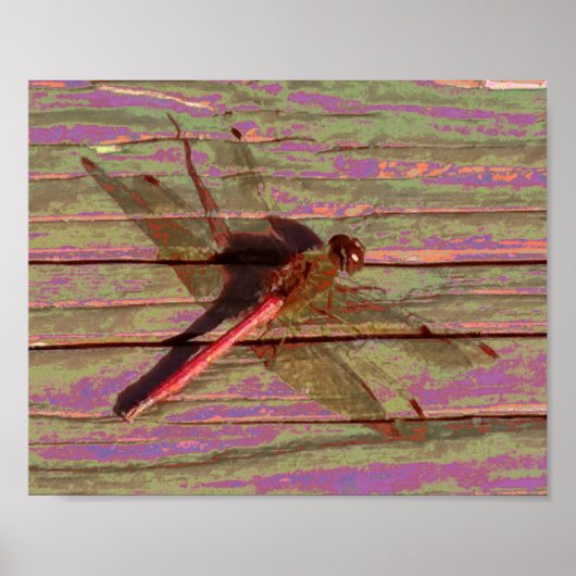 Poster Dragonfly (Devant)