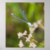 Poster Dragonfly #2 (Devant)