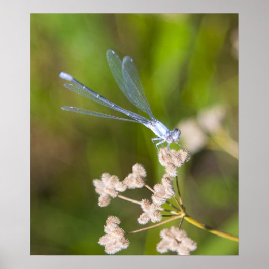 Poster Dragonfly #2 (Devant)