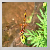 Dragonfly Artistique Reposant Sur Une Tête De Fleu