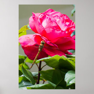 Poster Dragonfly assise sur la fleur de rose rouge