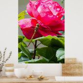 Poster Dragonfly assise sur la fleur de rose rouge (Cuisine)