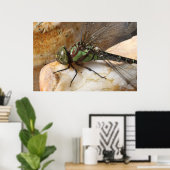 Poster Dragonfly au repos (Bureau à domicile)