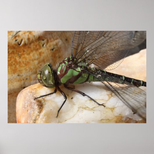 Poster Dragonfly au repos (Devant)