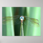 Poster Dragonfly Hello (Devant)