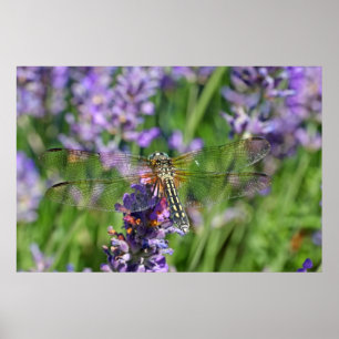 Poster Dragonfly in Lavender Garden