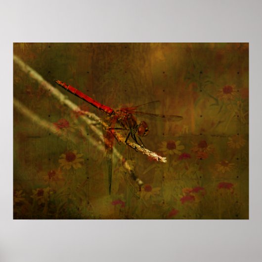 Poster Dragonfly in the Garden (Devant)