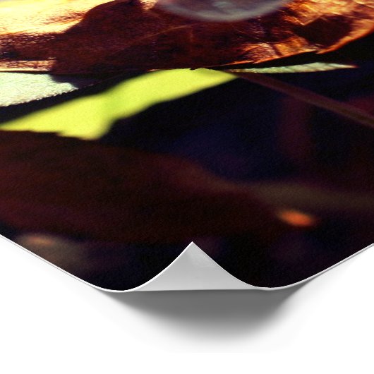 Poster Dragonfly On Dried Leaf Close Up (Coin)