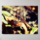 Poster Dragonfly On Dried Leaf Close Up (Devant)