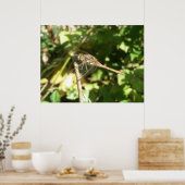 Poster Dragonfly on the Twig Print (Cuisine)