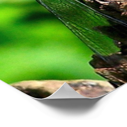 Poster Dragonfly On Tree Stump Close (Coin)