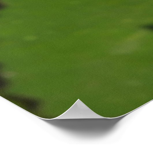 Poster Dragonfly on Water Lily (Coin)