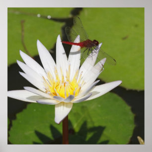Poster Dragonfly on Water Lily