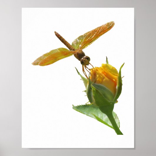 Poster Dragonfly orange sur Rosebud jaune (Devant)