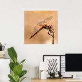 Poster Dragonfly peinte isolée contre Ecru (Bureau à domicile)