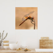 Poster Dragonfly peinte isolée contre Ecru (Cuisine)