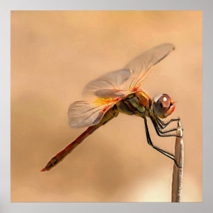 Poster Dragonfly peinte isolée contre Ecru