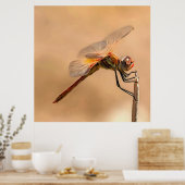 Poster Dragonfly peinte isolée contre Ecru (Cuisine)