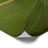 Poster Dragonfly - Photo Faune (Coin)
