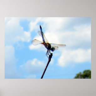 Poster Dragonfly ~ Préparer pour le décollage