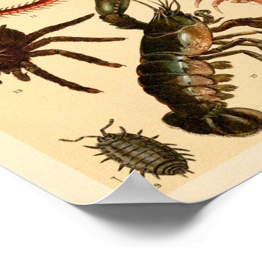 Poster Dragonfly Scorpion Spider Collection Art Imprimer (Coin)