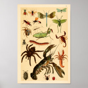 Poster Dragonfly Scorpion Spider Collection Art Imprimer