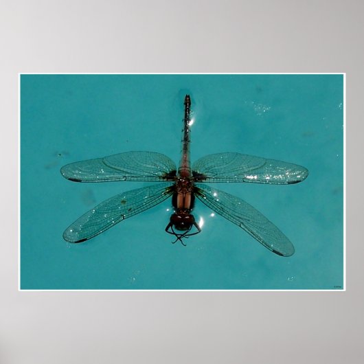 Poster Dragonfly Still Life 1 (Devant)