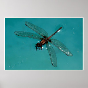 Poster Dragonfly Still Life 2