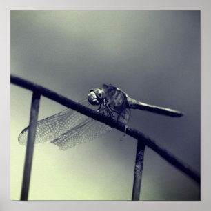 Poster Dragonfly sur la clôture en noir et blanc