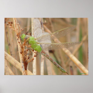 Poster Dragonfly vert I1
