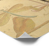 Poster Dragonfly Vintage dessin classique (Coin)