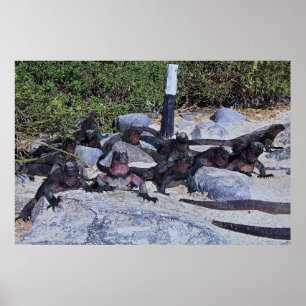 Poster Dragons