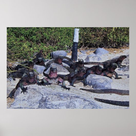 Poster Dragons (Devant)